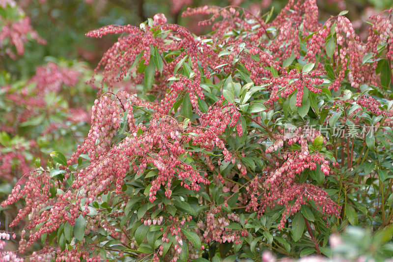 Pieris japonica /日本仙女座花